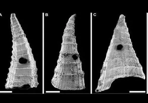 فسیل قدیمی ترین پرنده جهان در چین کشف شد