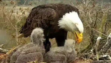 صحنه غذا دادن عقاب به جوجه‌هایش که شاید ندیده باشید+فیلم