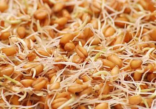 جوانه‌ای که زمان رو متوقف می‌کند! راز ویتامین جوانی فاش شد