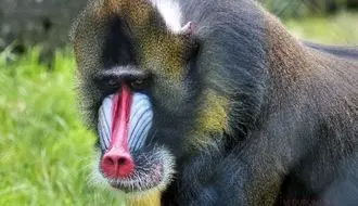 حمله دسته‌جمعی ۵۰ بابون به پلنگ شکارچی + فیلم