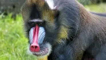 حمله دسته‌جمعی ۵۰ بابون به پلنگ شکارچی + فیلم