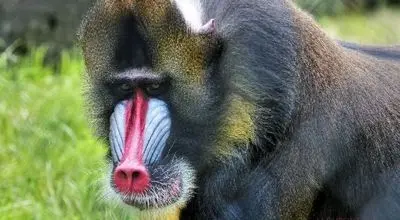 حمله دسته‌جمعی ۵۰ بابون به پلنگ شکارچی + فیلم