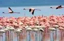 مهاجرت تماشایی فلامینگوها به مکران؛ طبیعتی که گردشگر می‌آورد