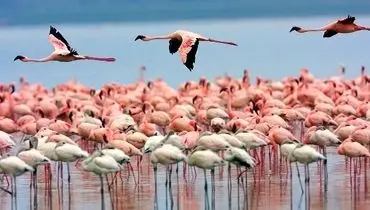 مهاجرت تماشایی فلامینگوها به مکران؛ طبیعتی که گردشگر می‌آورد