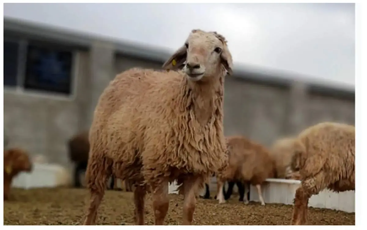 نرخ تازه دام زنده امروز ۲۵ بهمن ۱۴۰۴ 