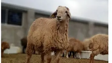 نرخ تازه دام زنده امروز ۲۵ بهمن ۱۴۰۴ 