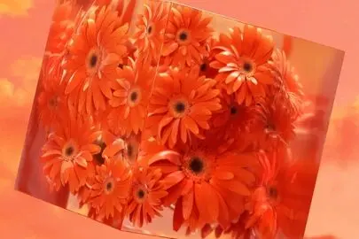 رنگ سال ۲۰۲۷ اعلام شد+ تصاور