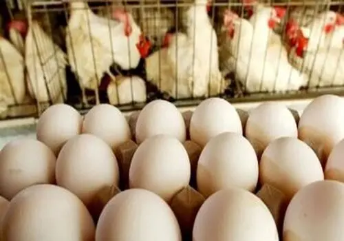 قیمت تخم مرغ امروز ۴ اسفند ۱۴۰۴