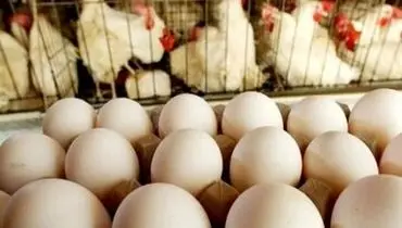 قیمت تخم‌مرغ بالاخره ارزان شد