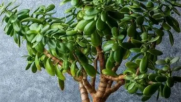 با این گیاهان، انرژی مثبت را به خانه بیاورید