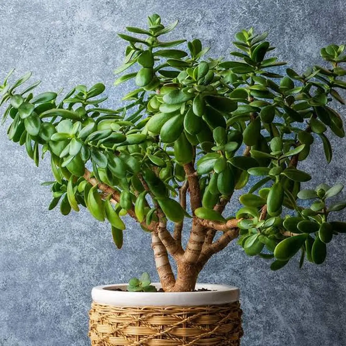 با این گیاهان، انرژی مثبت را به خانه بیاورید