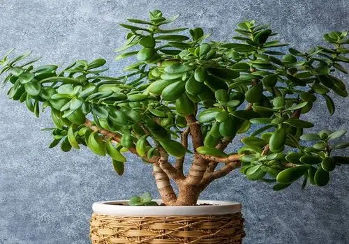 راز خوشبو شدن فضای منزل؛ ۱۳ گیاه آپارتمانی معطر

