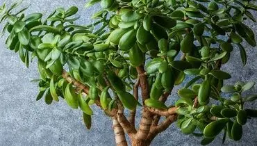 با این گیاهان، انرژی مثبت را به خانه بیاورید
