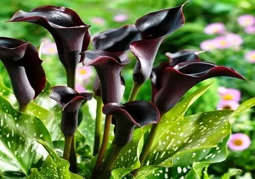 رئیس اتاق اصناف تهران: در هیچ صنفی کمبود کالا نداریم