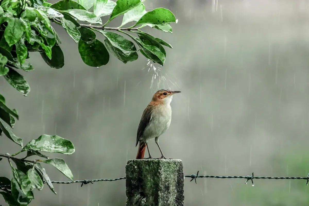 چتر عجیب پرنده کوچک در زیر باران+ فیلم