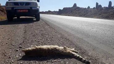 یک گربه وحشی نادر در جنوب سیستان و بلوچستان تلف شد
