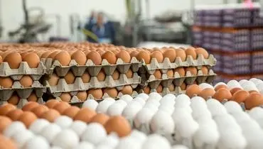 قیمت تخم مرغ دوباره اوج گرفت