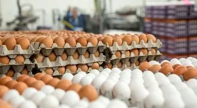 قیمت تخم مرغ دوباره اوج گرفت