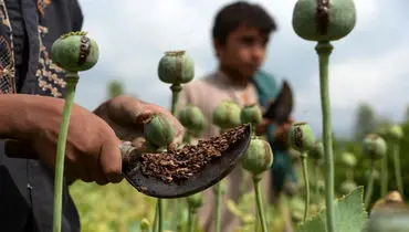پیشنهاد کشت کنترل‌شده خشخاش برای نیاز های دارویی بررسی می شود