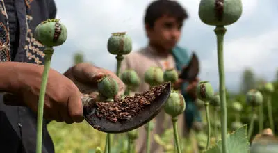 پیشنهاد کشت کنترل‌شده خشخاش برای نیاز های دارویی بررسی می شود