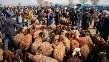 قیمت دام زنده امروز ۲۷ آبان 1404 + جدول