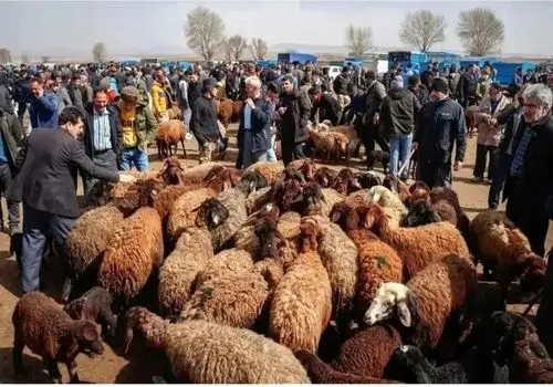 قیمت دام زنده امروز ۲۷ آبان 1404 + جدول