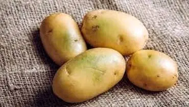 چرا سیب زمینی تلخ می شود؟
