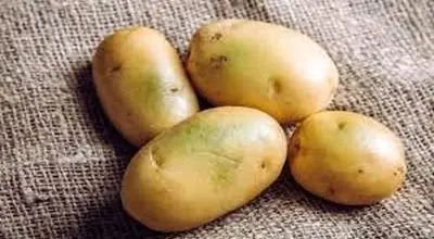 چرا سیب زمینی تلخ می شود؟
