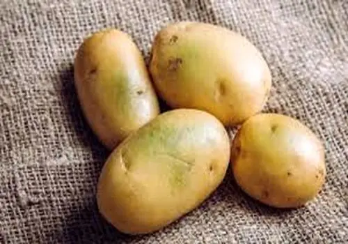 چرا سیب زمینی تلخ می شود؟
