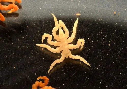 مادری در دنیای تارها؛ تصاویر دیدنی از عنکبوتی که فرزندانش را در آغوش دارد+ فیلم