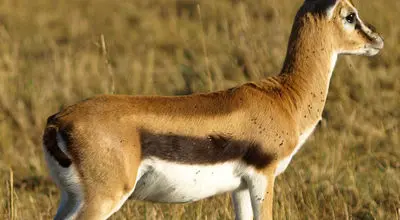  نبرد مهلک غزال در برابر شغال + فیلم