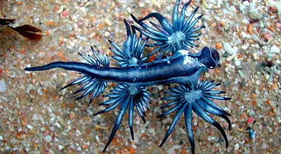 تصاویر شگفت‌انگیز  10 گونه رنگارنگ حلزون های دریایی بدون صدف + فیلم
