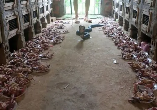 مزرعه پرورش مار کبری در ویتنام؛ بسته بندی مار‌های زنده برای فروش!+ فیلم