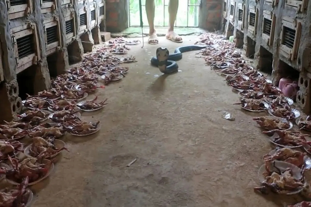 مزرعه پرورش مار کبری در ویتنام؛ بسته بندی مار‌های زنده برای فروش!+ فیلم