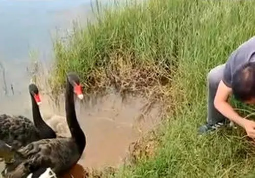 گوینده خانم صداوسیما بعد از این حرکت ناپدید شد!