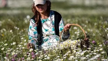 تصاویری رویایی از دشت گل های بابونه
