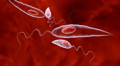 اولین مورد انسانی آلودگی به انگل پیچ کرم گوشتخوار در آمریکا تایید شد