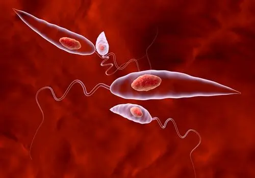 اولین مورد انسانی آلودگی به انگل پیچ کرم گوشتخوار در آمریکا تایید شد