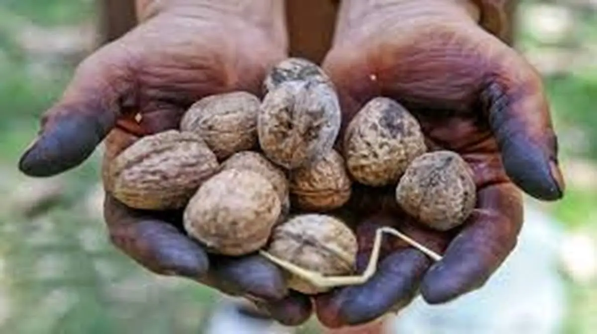 سریع ترین روش پاک کردن لکه های سیاه گردو
