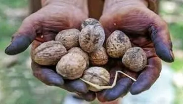 سریع ترین روش پاک کردن لکه های سیاه گردو
