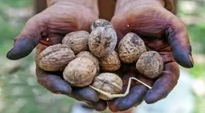 سریع ترین روش پاک کردن لکه های سیاه گردو
