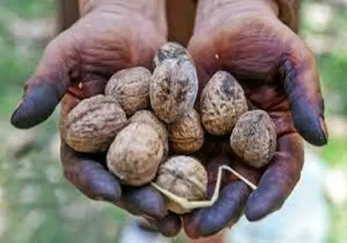 سریع ترین روش پاک کردن لکه های سیاه گردو
