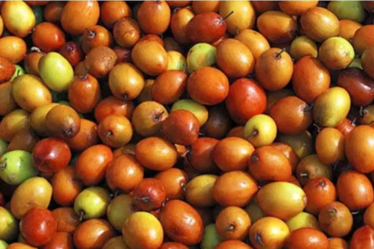 فواید «کُنار» برای آرام کردن قلب