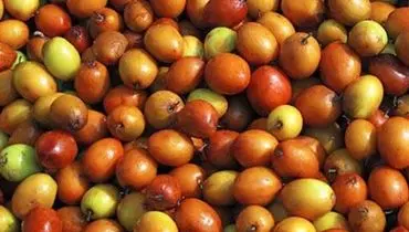 فواید «کُنار» برای آرام کردن قلب