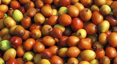 فواید «کُنار» برای آرام کردن قلب