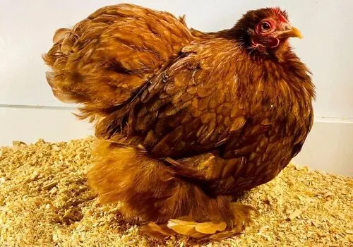شپش به جان بچه های مدرسه ای افتاد
