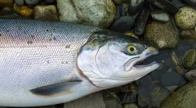 فسیل سالمون باستانی، شجره‌نامه ماهی‌ها را ۲۰ میلیون سال عقب برد