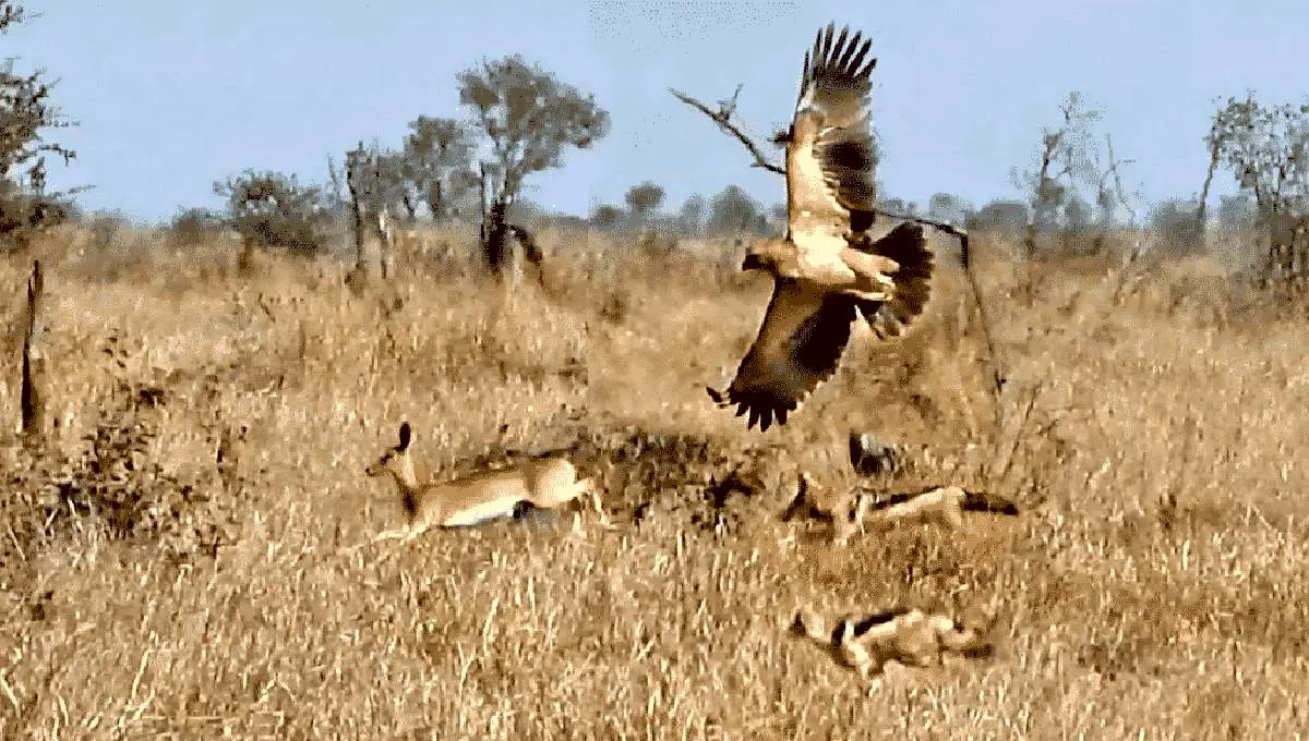 نبرد دیدنی؛ آهو در برابر عقاب و شغال‌ها + فیلم