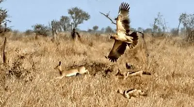 نبرد دیدنی؛ آهو در برابر عقاب و شغال‌ها + فیلم