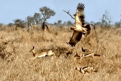 نبرد دیدنی؛ آهو در برابر عقاب و شغال‌ها + فیلم